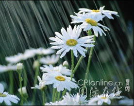四月的雨带来的五月的花(April Showers Bring May Flowers)