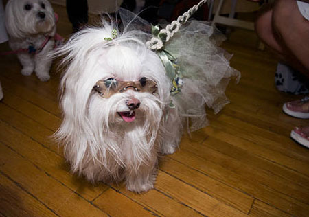 New York Pet Fashion Week Joozone